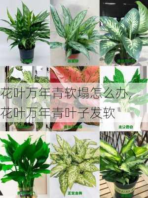 花叶万年青软塌怎么办,花叶万年青叶子发软