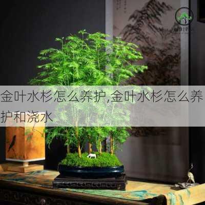 金叶水杉怎么养护,金叶水杉怎么养护和浇水