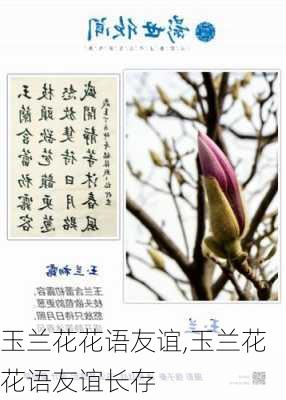 玉兰花花语友谊,玉兰花花语友谊长存