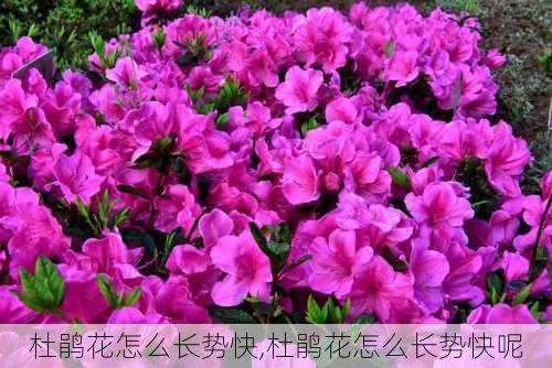 杜鹃花怎么长势快,杜鹃花怎么长势快呢