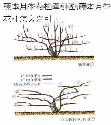 藤本月季花柱牵引图,藤本月季花柱怎么牵引