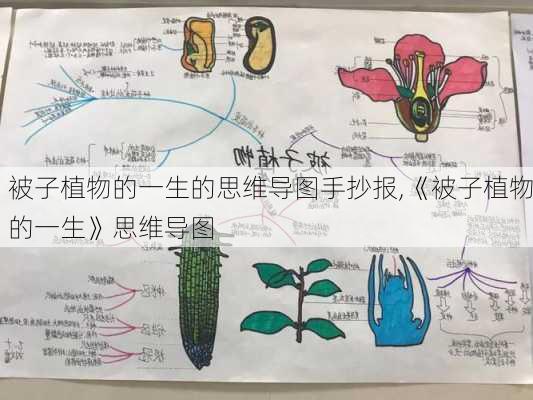 被子植物的一生的思维导图手抄报,《被子植物的一生》思维导图