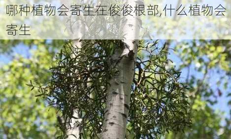 哪种植物会寄生在俊俊根部,什么植物会寄生