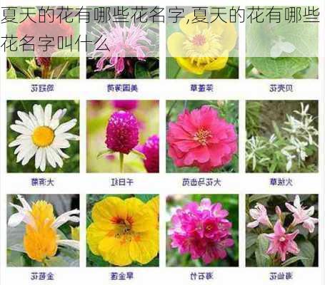 夏天的花有哪些花名字,夏天的花有哪些花名字叫什么