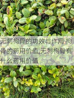 无刺枸骨的功效与作用 枸骨的药用价值,无刺枸骨有什么药用价值