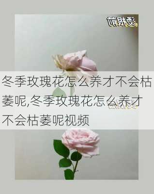 冬季玫瑰花怎么养才不会枯萎呢,冬季玫瑰花怎么养才不会枯萎呢视频