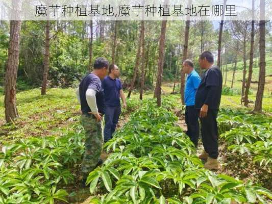 魔芋种植基地,魔芋种植基地在哪里