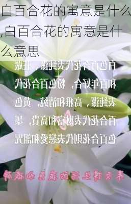 白百合花的寓意是什么,白百合花的寓意是什么意思