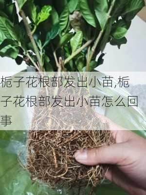 栀子花根部发出小苗,栀子花根部发出小苗怎么回事