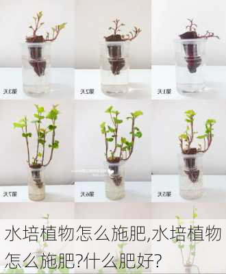 水培植物怎么施肥,水培植物怎么施肥?什么肥好?