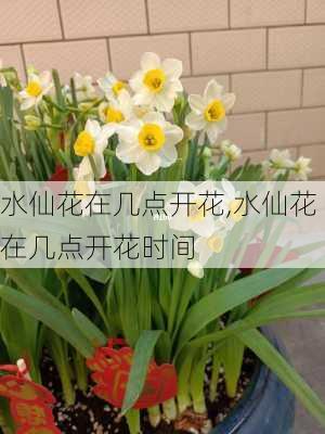 水仙花在几点开花,水仙花在几点开花时间