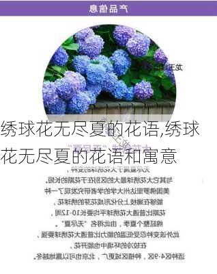 绣球花无尽夏的花语,绣球花无尽夏的花语和寓意