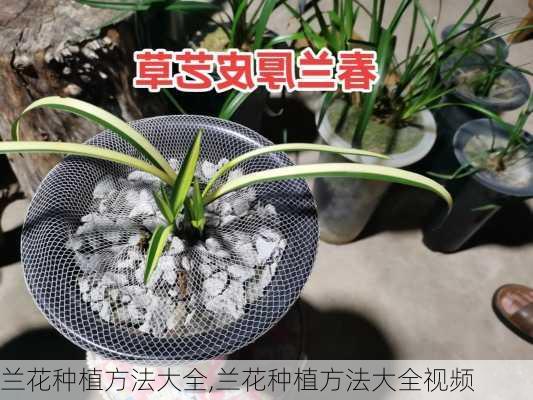 兰花种植方法大全,兰花种植方法大全视频