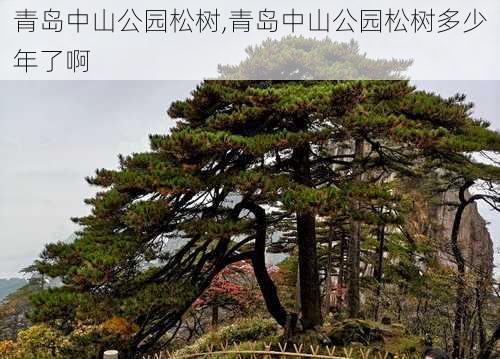 青岛中山公园松树,青岛中山公园松树多少年了啊