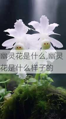 幽灵花是什么,幽灵花是什么样子的