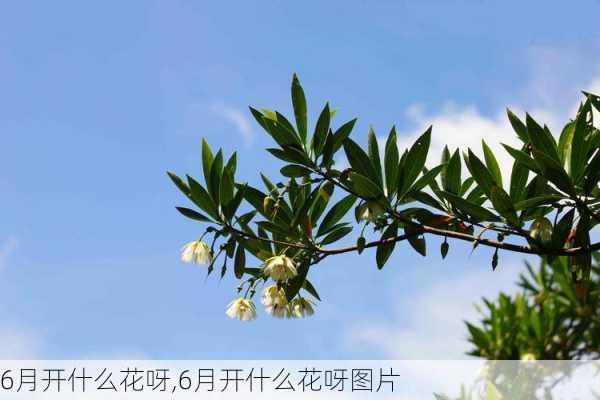 6月开什么花呀,6月开什么花呀图片