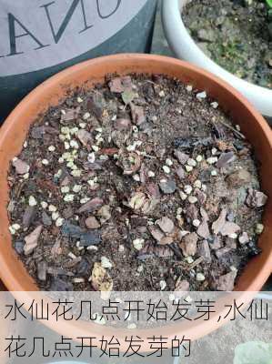 水仙花几点开始发芽,水仙花几点开始发芽的