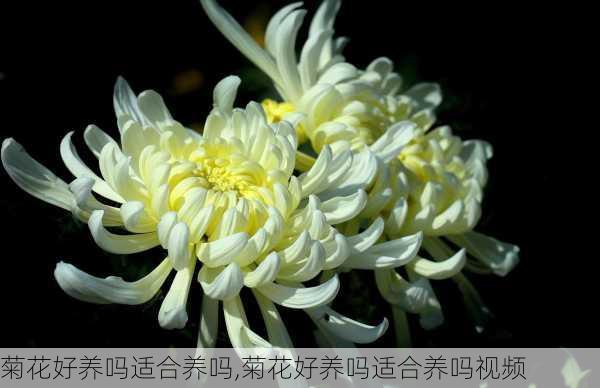 菊花好养吗适合养吗,菊花好养吗适合养吗视频