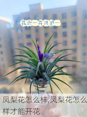 凤梨花怎么样,凤梨花怎么样才能开花