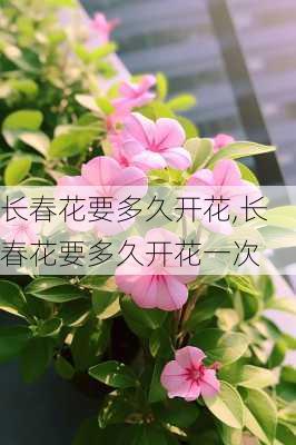 长春花要多久开花,长春花要多久开花一次