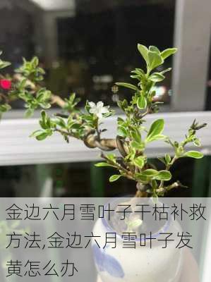 金边六月雪叶子干枯补救方法,金边六月雪叶子发黄怎么办