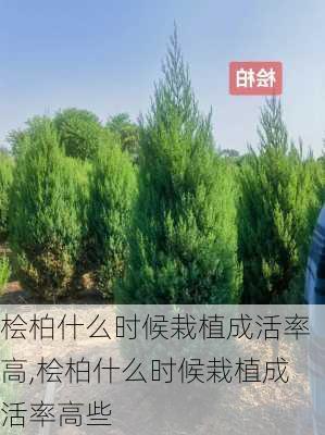 桧柏什么时候栽植成活率高,桧柏什么时候栽植成活率高些