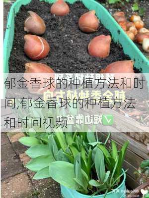 郁金香球的种植方法和时间,郁金香球的种植方法和时间视频