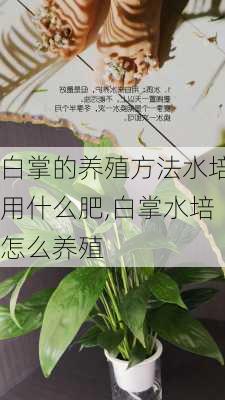 白掌的养殖方法水培用什么肥,白掌水培怎么养殖