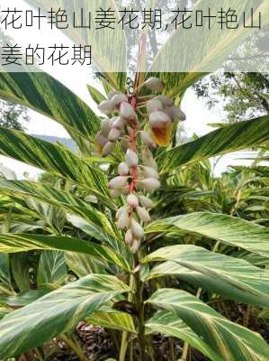 花叶艳山姜花期,花叶艳山姜的花期