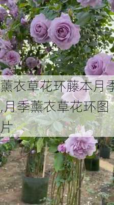 薰衣草花环藤本月季,月季薰衣草花环图片