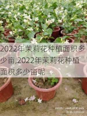 2022年茉莉花种植面积多少亩,2022年茉莉花种植面积多少亩呢