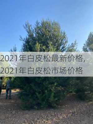 2021年白皮松最新价格,2021年白皮松市场价格