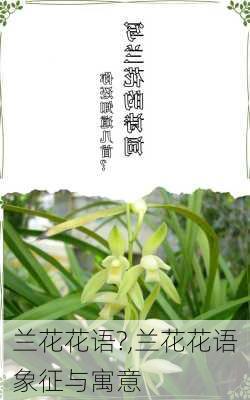 兰花花语?,兰花花语象征与寓意