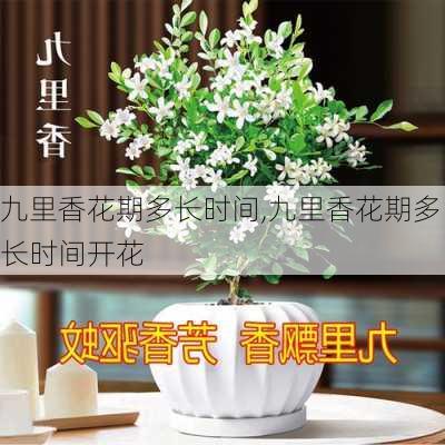 九里香花期多长时间,九里香花期多长时间开花