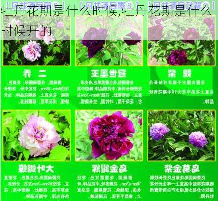 牡丹花期是什么时候,牡丹花期是什么时候开的