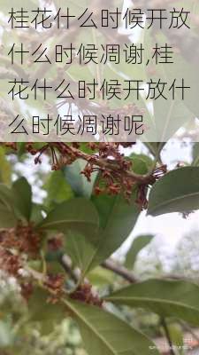 桂花什么时候开放什么时候凋谢,桂花什么时候开放什么时候凋谢呢