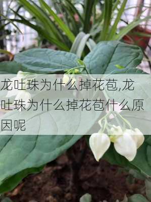 龙吐珠为什么掉花苞,龙吐珠为什么掉花苞什么原因呢