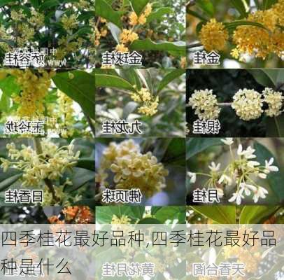 四季桂花最好品种,四季桂花最好品种是什么