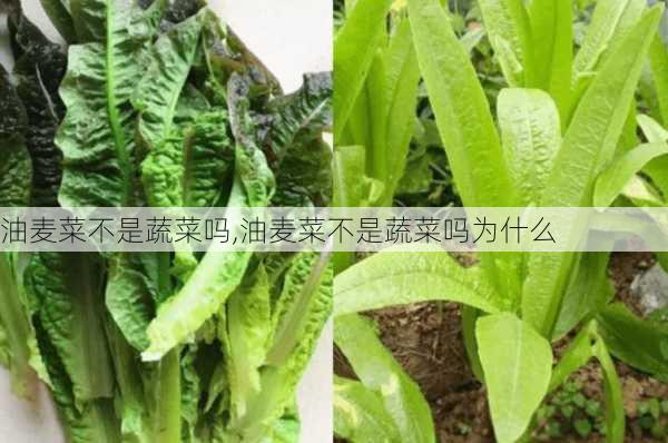 油麦菜不是蔬菜吗,油麦菜不是蔬菜吗为什么