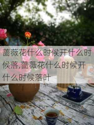 蔷薇花什么时候开什么时候落,蔷薇花什么时候开什么时候落叶