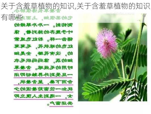 关于含羞草植物的知识,关于含羞草植物的知识有哪些