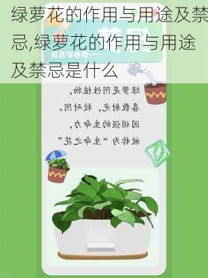 绿萝花的作用与用途及禁忌,绿萝花的作用与用途及禁忌是什么