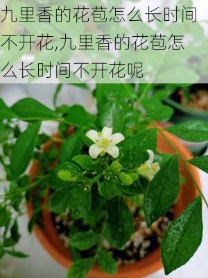 九里香的花苞怎么长时间不开花,九里香的花苞怎么长时间不开花呢