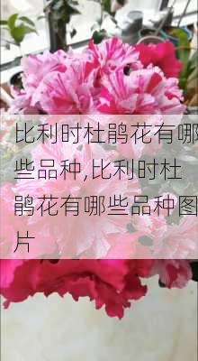 比利时杜鹃花有哪些品种,比利时杜鹃花有哪些品种图片