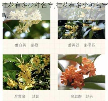 桂花有多少种名字,桂花有多少种名字呢