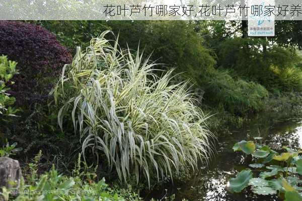 花叶芦竹哪家好,花叶芦竹哪家好养