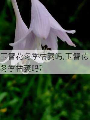 玉簪花冬季枯萎吗,玉簪花冬季枯萎吗?