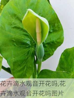 花卉滴水观音开花吗,花卉滴水观音开花吗图片