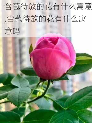 含苞待放的花有什么寓意,含苞待放的花有什么寓意吗