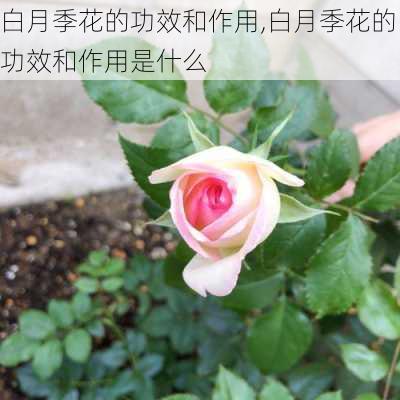 白月季花的功效和作用,白月季花的功效和作用是什么